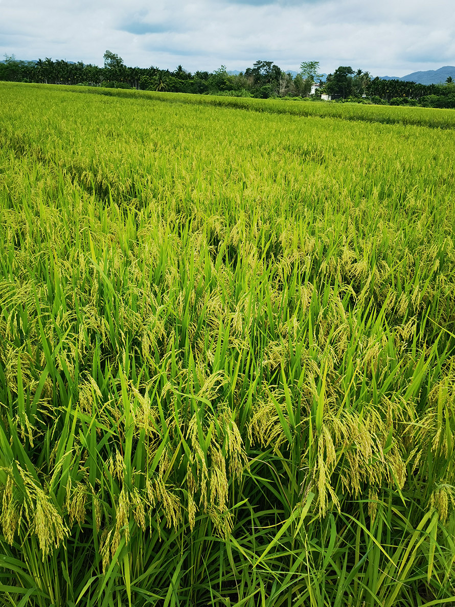 42.jpg