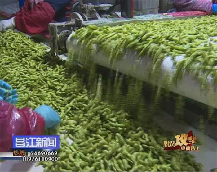 毛豆产品展示