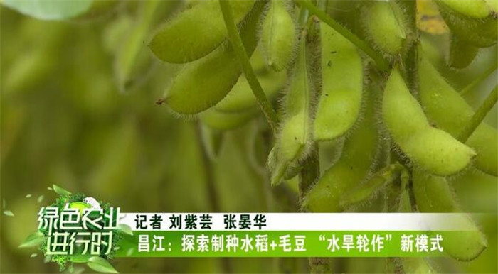毛豆产品展示