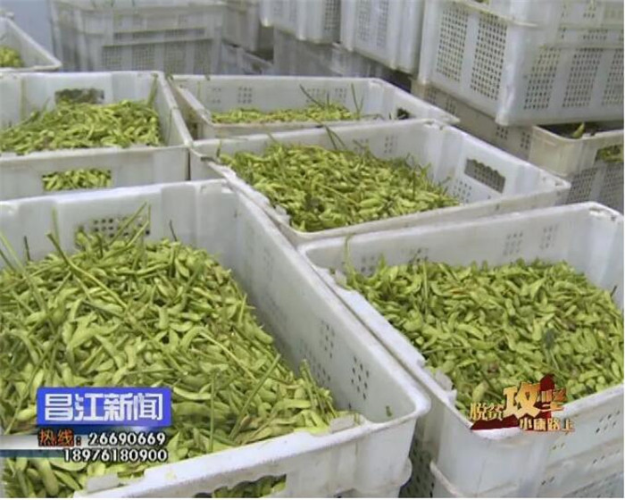 毛豆产品展示