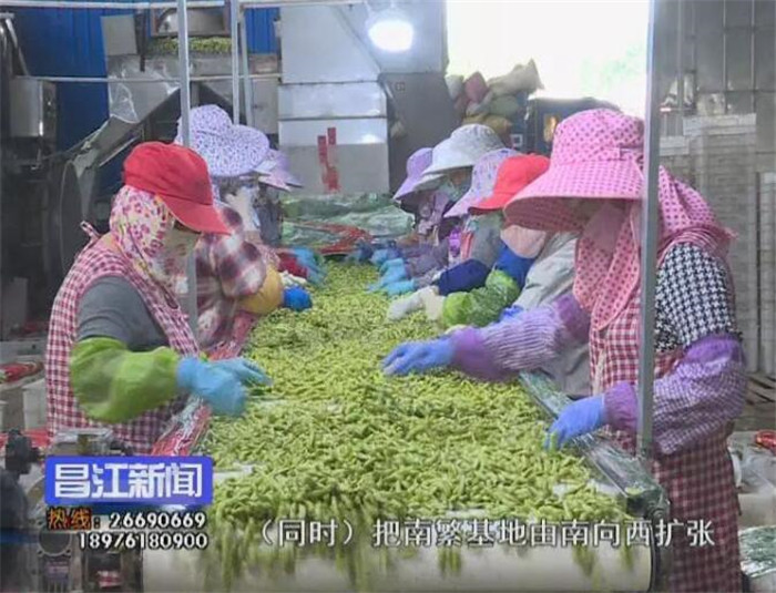 毛豆产品展示